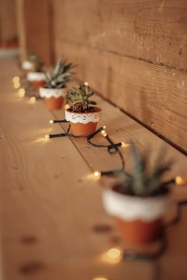Kleine Sukkulenten in verzierten Tontöpfen mit Spitzenbändern, dekoriert mit Lichterkette auf einer Holzbordüre.“