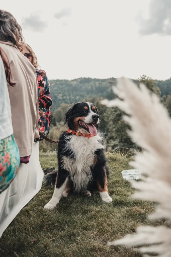 Der Hund sitzt wartend auf seinen Einsatz zum Ringwechsel. Pampasgras im Vordergrund.